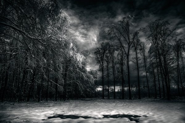 Темный снежный лес