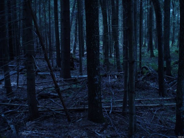 Фон темный жуткий лес