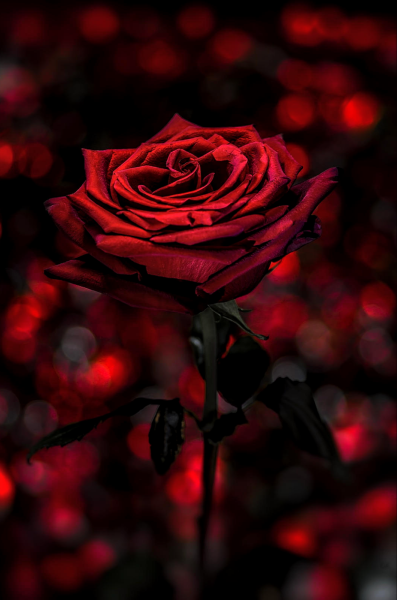 Тёмно красные розы