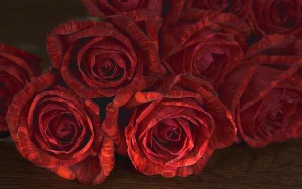 Красно бордовые розы