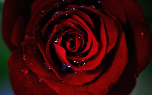 Темно бордовые розы