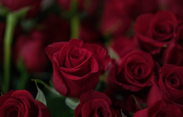 Темно бордовые розы букет