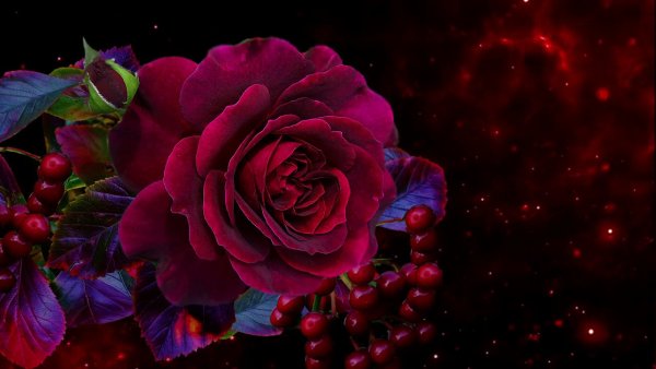 Фон темно бордовые розы