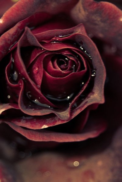 Красивые бордовые розы