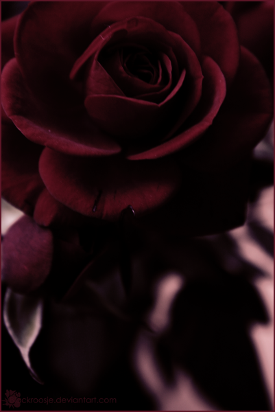 Темно бордовые цветы