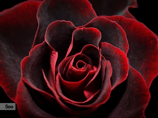 Розы бордовые бархатные