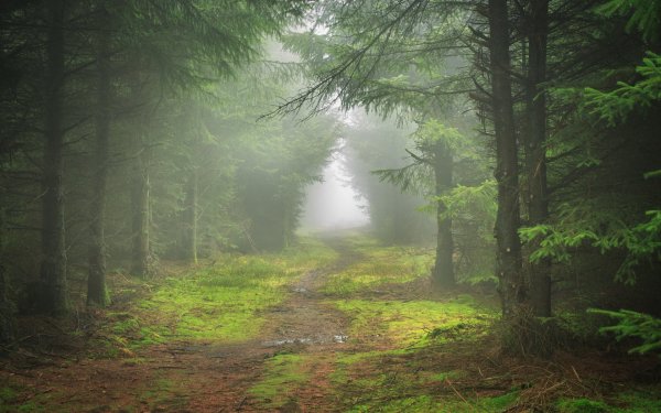Лес в тумане 4к