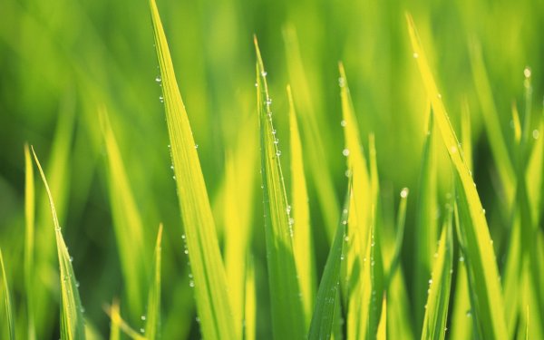 Сочная зеленая трава