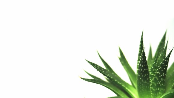 Зеленые растения на белом фоне
