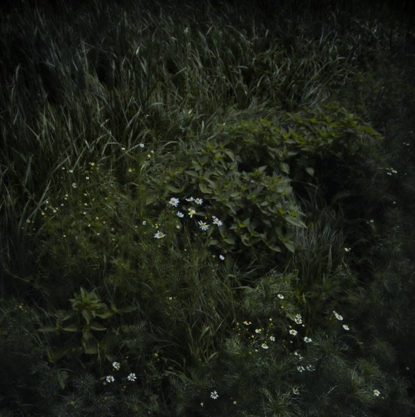 Фон трава ночью сверху