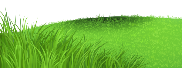Трава на прозрачном фоне