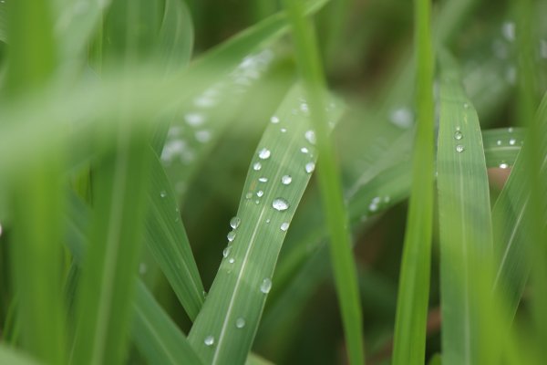 Трава после дождя