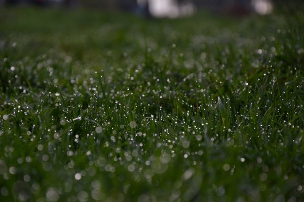 Трава после дождя фото