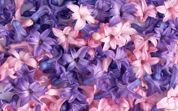 Красивые розово фиолетовые цветы