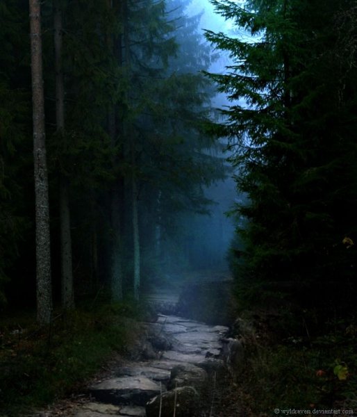 Ночная тропинка в лесу