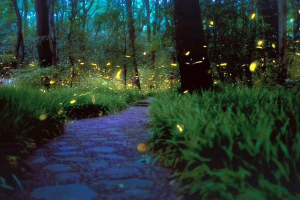 Светлячки в лесу