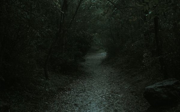 Тёмный лес Гарри Поттер