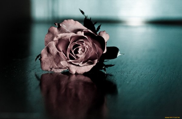 Роза пепел розы