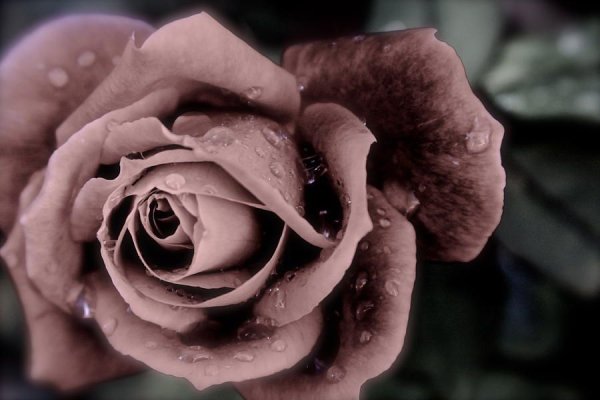 Пепельная роза цвет