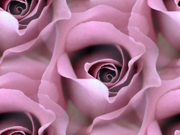 Обои цвет пепел розы