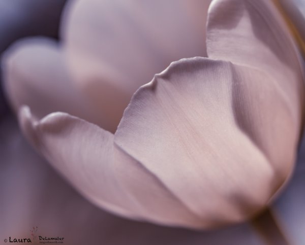 Пыльная роза цветок