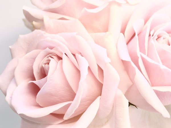 Светло розовые розы