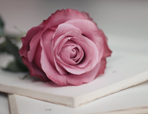 Розы нежно розового цвета