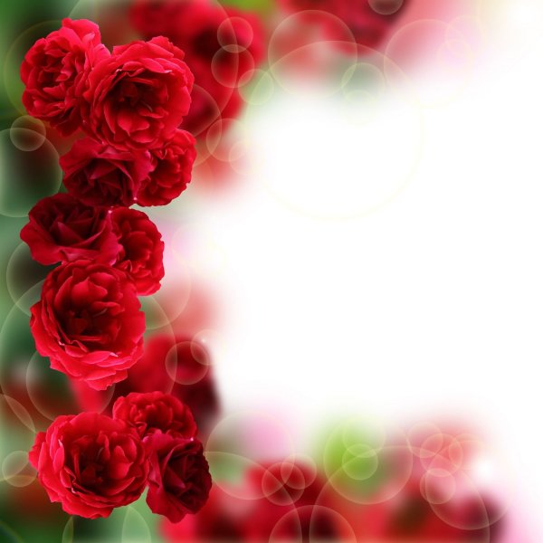 Рамки для фотошопа розы