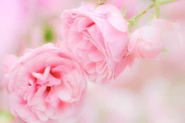 Бледно розовые цветы
