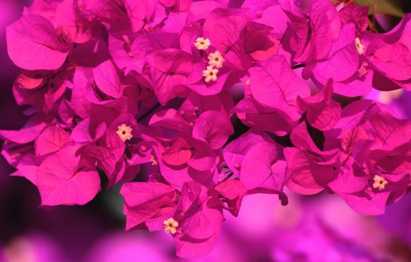 Розовая бугенвиллия цветок