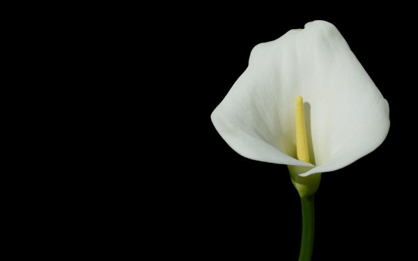 Цветы - белокрыльник (White Calla Lily)
