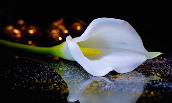Calla Lily цветок