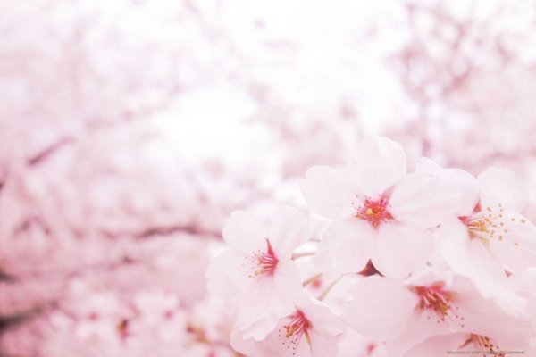 Sakura валлпаперс