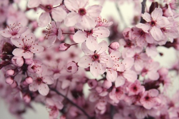 Фон цветущей Сакуры