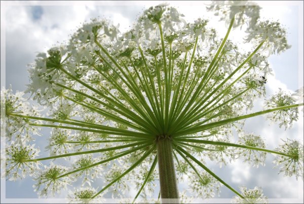 Зонтичные (Umbelliferae(Apiaceae))