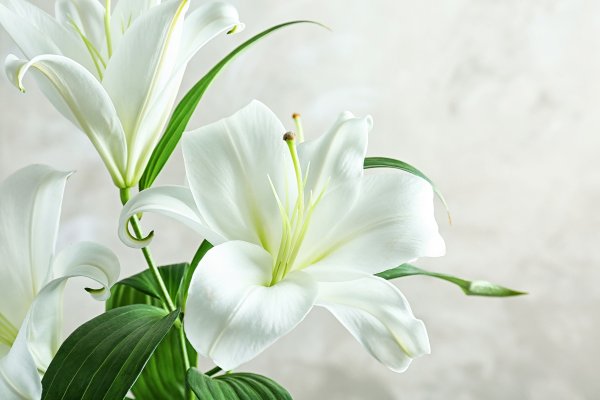 Цветы белые лилии
