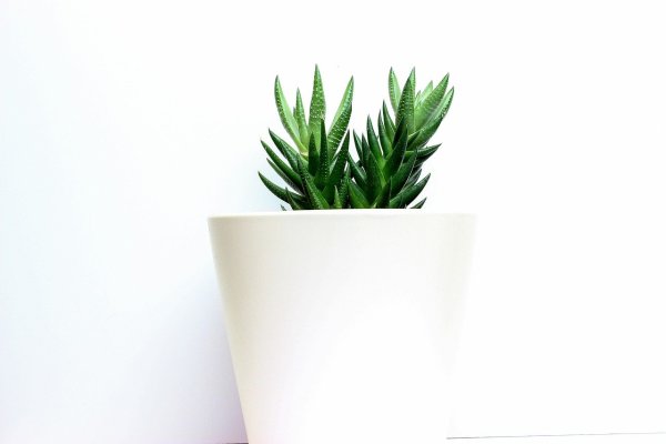 Растение в горшке на белом фоне