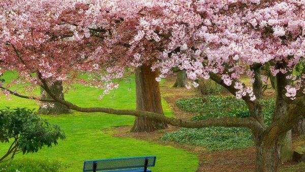 Pink черри блоссом дерево деревья парк