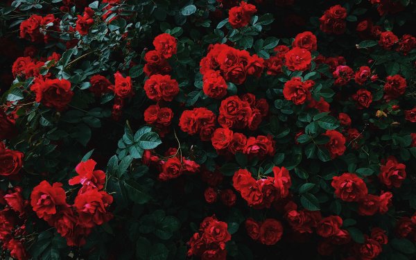 Роза плетистая Эстетика темная