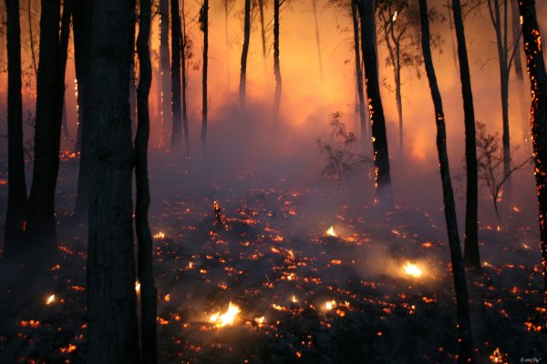 Пожар в лесу Эстетика