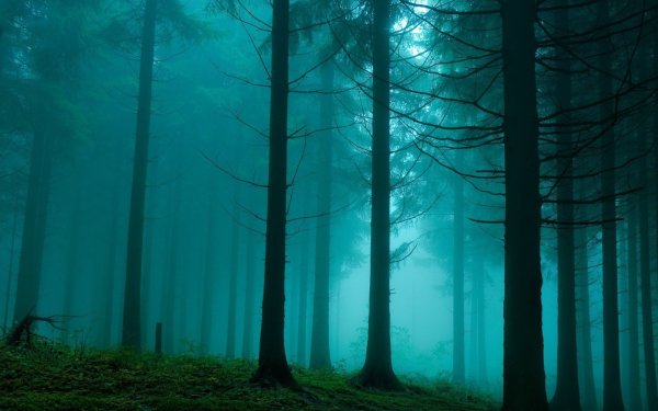 Тёмный лес тёмнозелёные оттенки