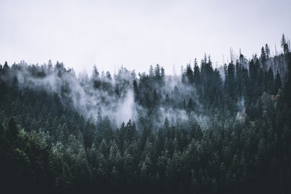 Туманный темный хвойный лес