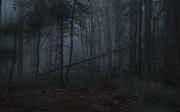 Фон туманного темного леса