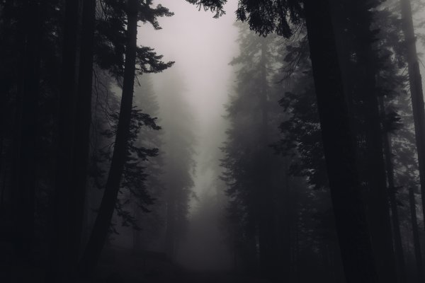 Черный лес Шварцвальд туман