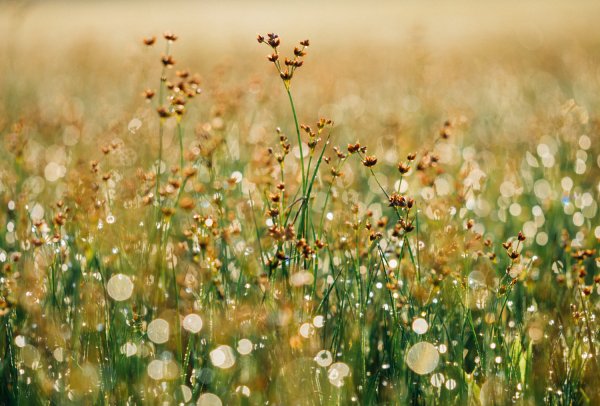 Нежные полевые цветы в росе