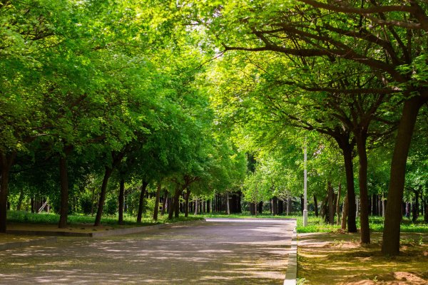 Чапаевск парк аллея деревья