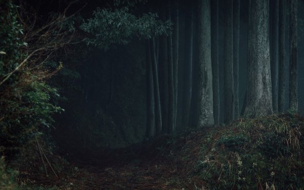 Лес тёмный мрачный