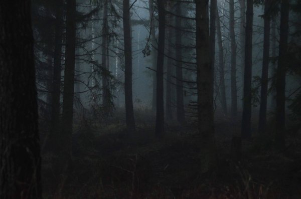 Темный лес Геншин