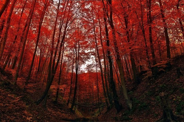 Рыжий лес Припять
