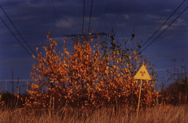 Оранжевый лес Чернобыль